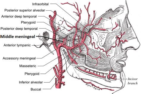 Middle meningeal artery - Wikiwand