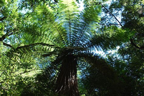 250+ New Zealand Punga Tree Fern Stock Photos, Pictures & Royalty-Free ...