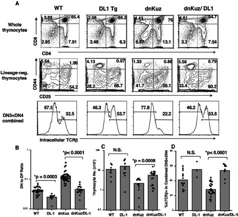 Overexpression Of Delta Can Rescue Thymocyte Development In Dnkuz Tg