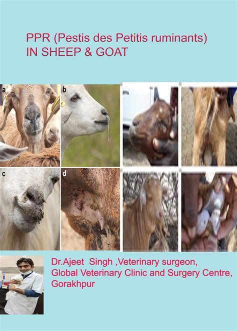 Ppr Pestis Des Petitis Ruminants In Sheep Goat Pashudhan Praharee