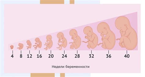 Рост эмбриона по неделям в картинках 77 фото