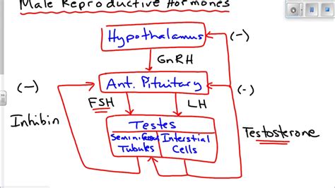 Male Reproductive Chart