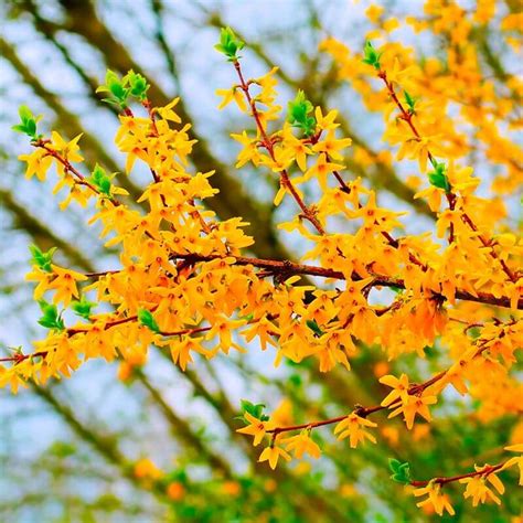 Forsythia Marie Du Val Couesnon Flickr