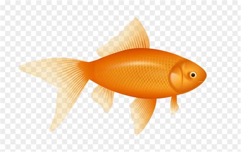 Goldfish Cliparts One Fish Two Red Blue Fish Clip Art Png Image Pnghero