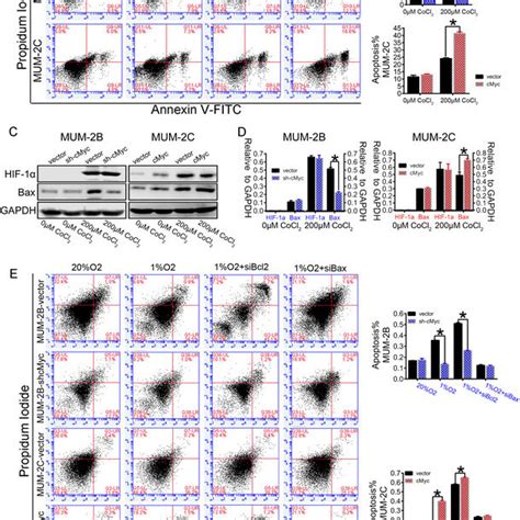 High C Myc Expression Promotes Cell Invasion Migration Vm Formation