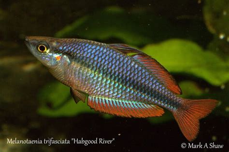 Pin by Talos on Rainbowfish | Rainbow fish, Freshwater fish, Fish pet