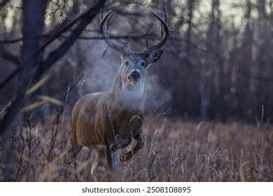 Whitetail Deer Images Stock Photos D Objects Vectors