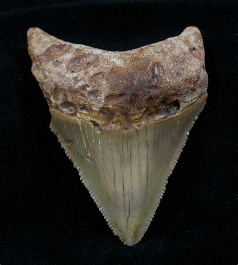 190 Tan Megalodon Tooth Bone Valley For Sale 3825