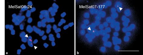 Figure From Heteromorphic Sex Chromosomes And Their Dna Content In