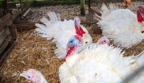 Broad Breasted White Turkey Facts The Hip Chick