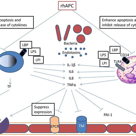 Pathophysiology Of Protein C In Sepsis During Sepsis Bacteria Release