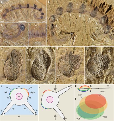 Molting In Early Cambrian Armored Lobopodians Communications Biology