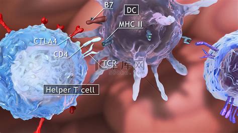 T辅助细胞（th细胞），也称为cd4细胞或cd4阳性细胞，是一种在免疫系统中发挥重要作用的t细胞高清摄影大图 千库网
