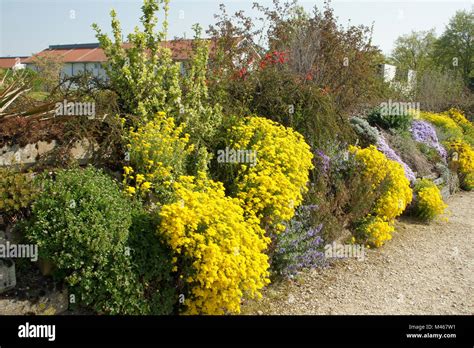 Alyssum Saxatile Syn Aurinia Saxatilis Golden Alyssum Stock Photo