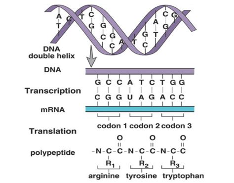 Protein Synthesis Transcription And Translation Diagram Quizlet