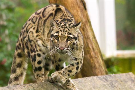 Definitive Guide To Clouded Leopard Facts, Habitat, Conservation Status ...