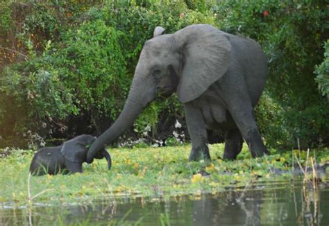 Safari And Beach In Tanzania - Best Of Both Worlds