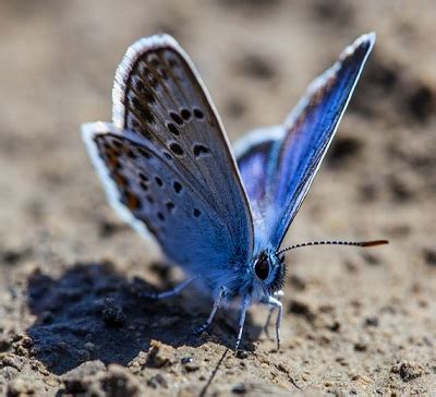 Karner Blue Butterfly: A Rare Gem of the Grasslands