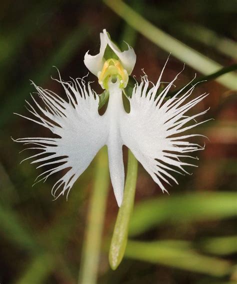 Rare Japanese Radiata White Egret Orchid Bonsai Plant Seeds Flores