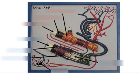 Anatomy Of Blood Vessels Diagram Quizlet