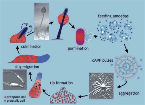 Dictyostelium Life Cycle