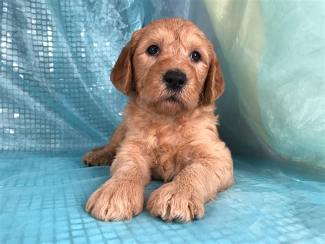 Labradoodle Breeders From Iowa With Pups Available Now