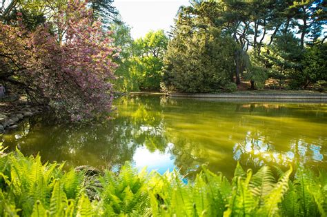 park botanical garden tree  photo  pixabay pixabay