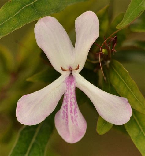 Pseuderanthemum Sinuatum Flickr