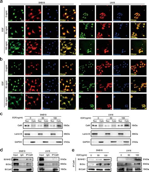 EGF Potentiated CaM Redistribution From Nucleus To Cytoplasm And