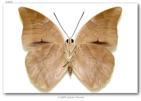 archaeoprepona demophon occidentalis pinned specimens