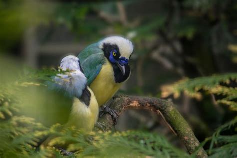 Un pájaro con la cara azul y la cara negra está sentado en una rama