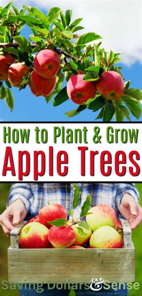 How To Grow Apple Trees How To Plant And Grow An Apple Tree