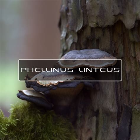 Benefits of Phellinus linteus | Interstellar Blends | Activate Your ...