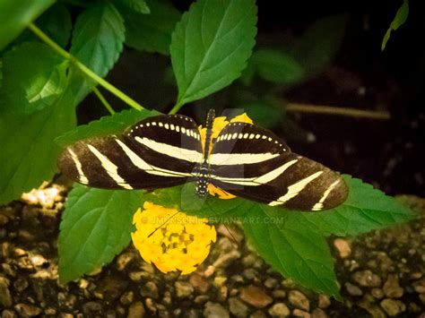 Heliconius Charitonia By Jmunsonii On Deviantart