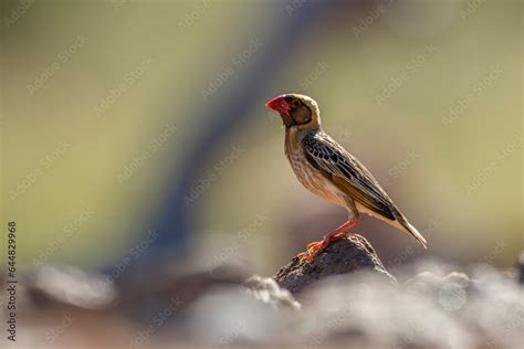 Red Billed Quelea Male Standing On A Rock Isolated In Blur Background