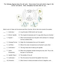 Mitosis Flip Book Template Download Printable PDF | Templateroller