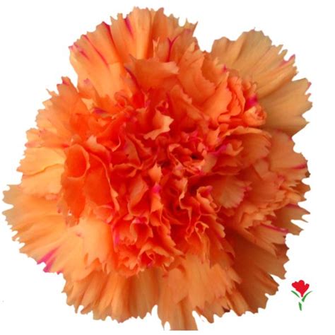 Orange Carnation From Flores Funza Variety Ragio Disole Availability