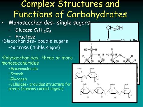 Complex Carbohydrates Function