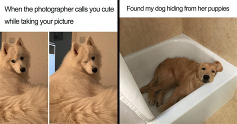 28 Heartwarming Dog Memes To Fill The Day With Pawsome Canine