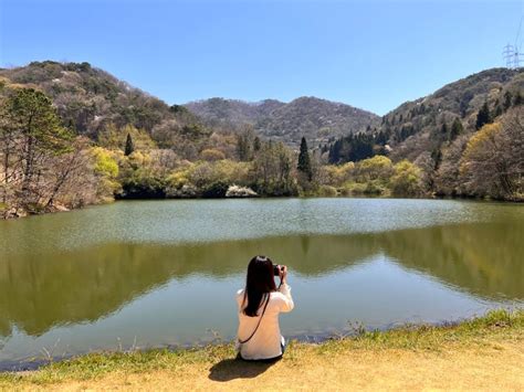 화순 세량지 봄에 가볼만한곳 벚꽃 개화현황 절정 시기 네이버 블로그