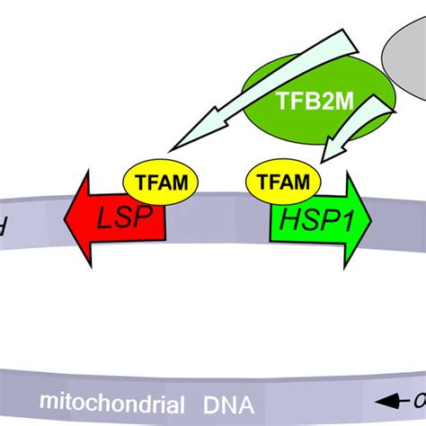 Basal Transcription System Requires Only Tfam Tfb M And Two