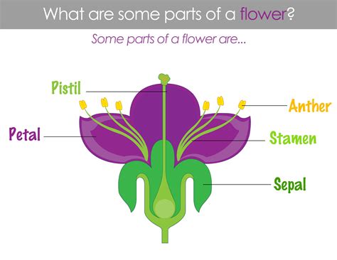 Parts of a Flower in Classical Conversations Cycle 1 Week 11 Science