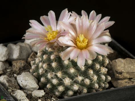 Pediocactus Knowltonii Knowltons Cactus World Of Succulents