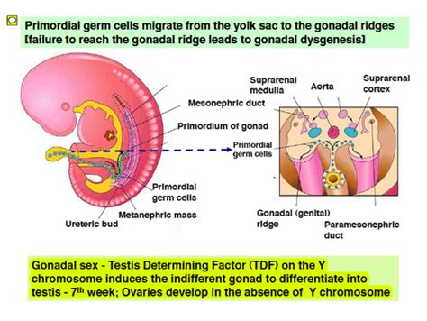 Endocrinology Lecture 20 Flashcards Quizlet