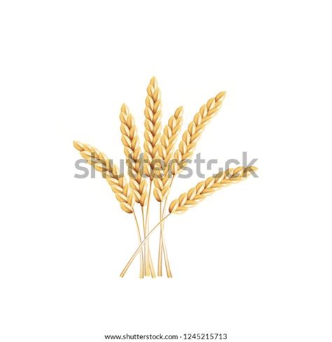 Paddy Rice Barley Malt Wheat Isolated Stock Vector Royalty Free