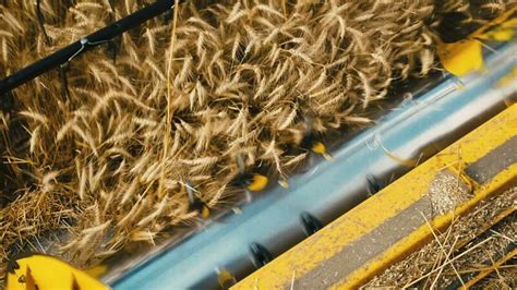 Harvester machines working in wheat field . Combine agriculture machine ...