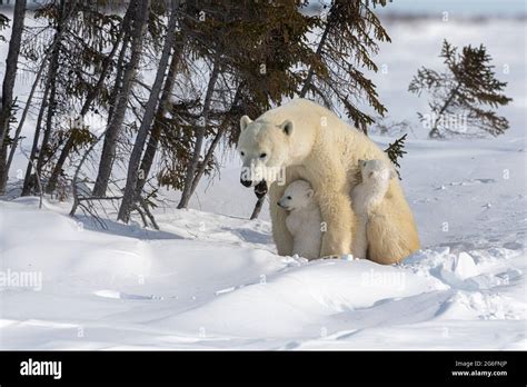 A Polar Bear Ursus Maritimus And Her Young Roam The Snowy And Icy