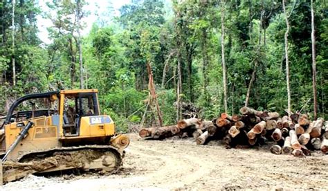 Kasus Hutan Sabuai Komisaris Sbm Jadi Tersangka Pembalakan Liar