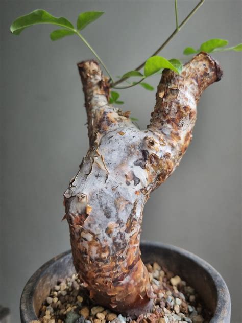 Commiphora Orbicularis Furniture Home Living Gardening Plants