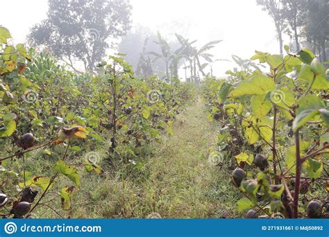 Peruvian Pima Cotton On Tree In Farm Stock Image Image Of Tree